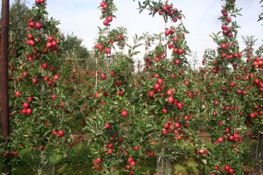 Gala orchard at Man of Ross